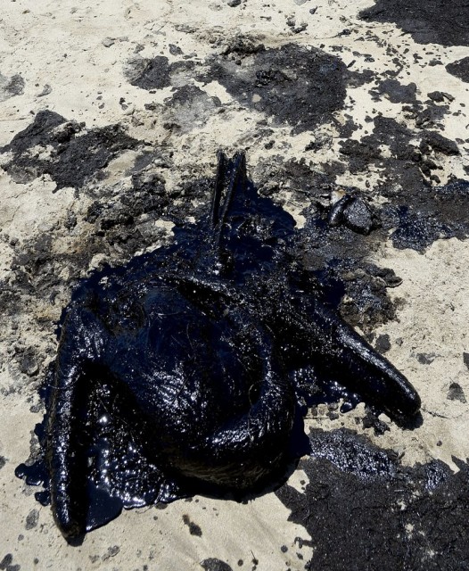 Oil spill on beach near Santa Barbara