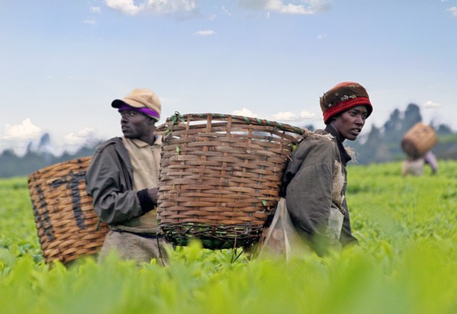 Αφρική: Αναγκαία η στροφή προς τη γεωργία