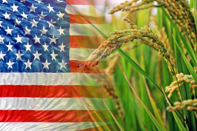 Η πολιτική Trump επηρεάζει και τους Αμερικανούς παραγωγούς ρυζιού