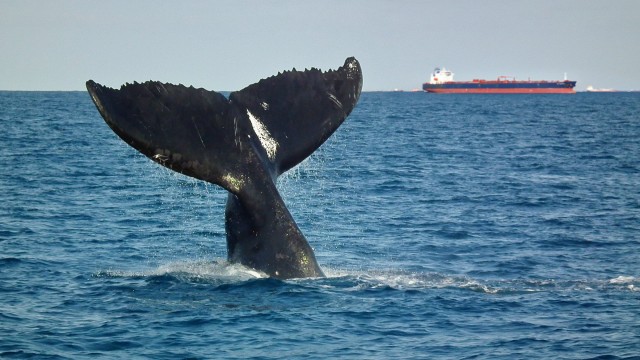 Ναυτιλιακές εταιρείες-κολοσσοί με το βλέμμα στην προστασία των φαλαινών