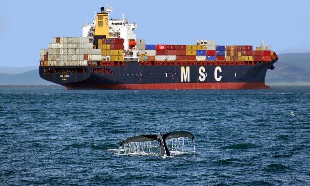 Η προστασία των φαλαινών, προτεραιότητα στη διεθνή ναυτιλιακή σκηνή