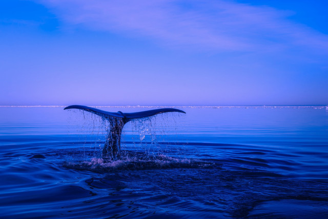 Καναδάς: Εκκλήσεις ΜΚΟ για την προστασία των φαλαινών από την υποβρύχια ηχορύπανση