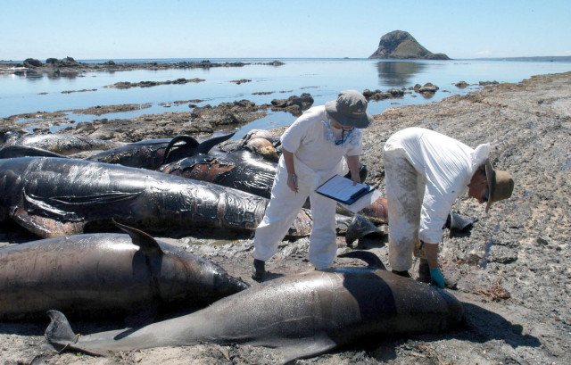 Αυστραλία: Δεκάδες μαυροδέλφινα εξόκειλαν σε ακτή